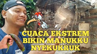 CUACA EKSTREM BIKIN BURUNG NYEKUKRUK