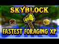 The FASTEST Way To Get Foraging XP in Hypixel Skyblock!!