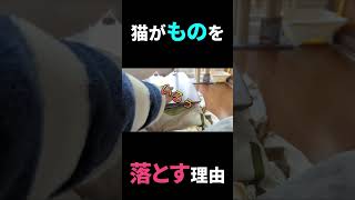 猫がものを落とす理由を教えましょう【猫の豆知識】#shorts