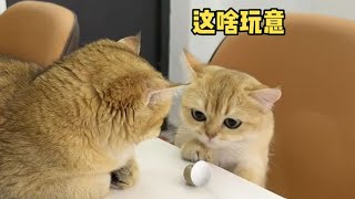 【牛奶是只猫】小老三：这下终于可以母凭子贵了！ 没想到结尾竟然……哈哈哈哈哈哈