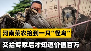 河南一名男子撿到一只怪鳥，本打算直接放走，專家卻不讓放生