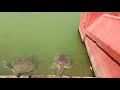 large sized tortoise and fishes hajo