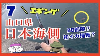 【エギング】山口県日本海側(7)