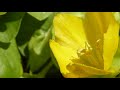 creeping jenny lysimachia nummularia skildingablóm sumarblóm fjölær jurt