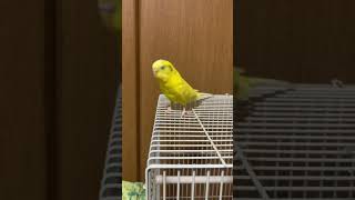 朝起きたらぴーちゃん出すのが日課です(*^^*) #インコ #セキセイインコ