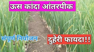 ऊस कांदा आंतरपीक जुगाड | ऊस कांदा पीक माहिती| Us Kanda pik Niyogen| #kanda