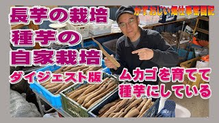 種芋をムカゴから自家栽培で育てる方法の年間ダイジェスト版（ムカゴ採取→植え付け→収獲）：2023年版（長芋栽培）農作業に挑戦中！私の野菜栽培記録