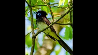 ＃尾の長いサンコウチョウ　　＃大阪　＃Japanese paradise flycatcher  ＃野鳥動画　　＃2024.5　　＃最新情報