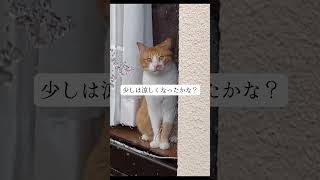 【涼をお届けするにゃ】#ねこ #ねこ動画 #cat #保護猫 #涼