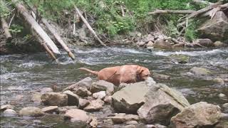 Belfountain Conservation Area Ontario Canada 27Jul2019