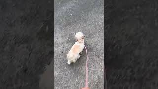 散歩中に友達を見つけた時の反応が可愛い #shih #シーズー #ペット動画 #shorts#犬のいる暮らし #dog