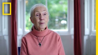 Jane Goodall: The Hope – Trailer | National Geographic