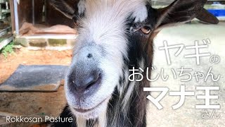 おじいちゃん山羊マナ王さんのお手【六甲山牧場】報酬がないとそんなに披露できませんよ