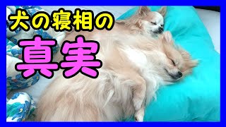 【犬の雑学】犬は寝相でも気持ちがわかる？寝方ごとの愛犬の心理と注意すべき寝姿とは？【私は犬が好き I love Dogs】