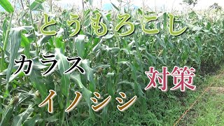 トウモロコシの鳥獣害対策について