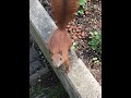 Funny Squirrels Videos • Hello, Squirrel! • Funny Animals #shorts