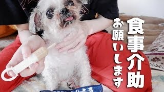 自分で食べられない子の食事介助ってどうしてる？【犬の介護】