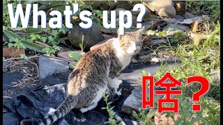 跟拍大公貓｜Follow an adult male cat【浪貓餵食記｜Feed Stray Cats Volg 】#straycats #流浪貓