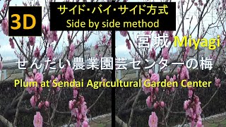 【3D SBS】せんだい農業園芸センターの梅 Plum at Sendai Agricultural Garden Center