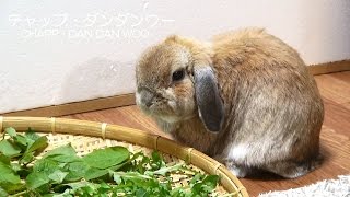 好き嫌いの多いうさぎ　(チャップ・ダンダンウー)　 Rabbits with many likes and dislikes