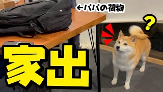 想定外の事態に！柴犬姉妹を置いてパパも出て行くことになりました…誰もいなくなった我が家の今後が心配です…