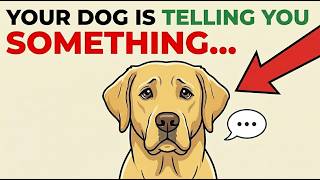 7 Ways Your Dog Is Trying to Talk to You (Don’t Ignore This)