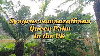 Syagrus romanzoffiana (Coco, queen Palm) overwintered in the UK