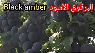 البرقوق نوع black enpire نوع ممتاز ضواحي مدينة مكناس (طريقة الجني،وطريقة الترتيب)