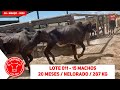 LOTE 011 - 15 MACHOS 20 MESES / NELORADO / 287 Kg