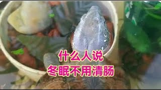 烏龜冬眠必須清腸嗎？ 一個視頻講透烏龜冬眠清腸方法和注意事項