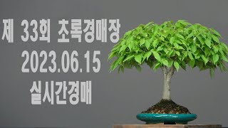 제33회 초록분재경매장 23.06.15.(목) 실시간 경매