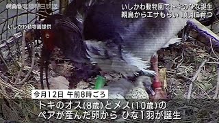 いしかわ動物園で今年初めてトキのヒナ