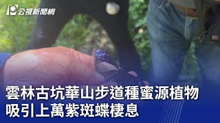 雲林古坑華山步道種蜜源植物 吸引上萬紫斑蝶棲息｜20240722 公視晚間新聞