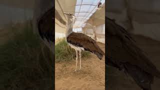 Great Indian Bustard