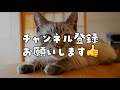 うちに来た初日は元気のなかった子猫。2日目にしてやんちゃさが爆発し始めました…！