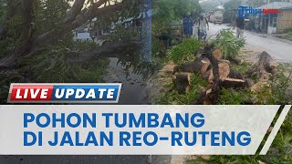 Pohon Besar Tumbang di Reo hingga Halangi Jalan Utama, Diduga Karena Termakan Usia & Lapuk