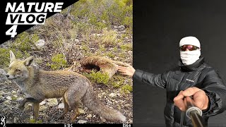 I SHOW You Animals I captured with my trail Camera (Fox, eagle, vulture, wild cat)