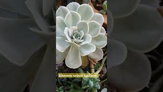 #plants #echeveria #friends #green #white #plantas