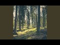 These Woods
