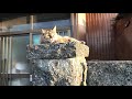 【癒し効果】あぁ、やさぐれ猫。ahh cat