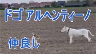 他犬種と遊ぶ美しい大型犬ドゴアルヘンティーノ　をご覧ください。 白い犬