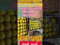 wholesale mango in mumbai devgad hapus mango hapus mangoes for sale