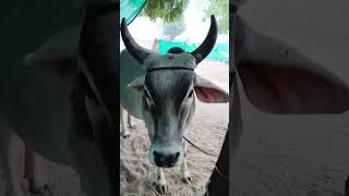 Jay Gau Mata #music #cow #gaumatasongs #farming #gaumatakijaiho #animals #gaumaata #funny #gaumat