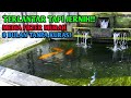 MESKIPUN TERLANTAR KOLAM KOI TETEP JERNIH DAN SEHAT DENGAN MEDIA FILTER MURAH #koi #kolamkoi