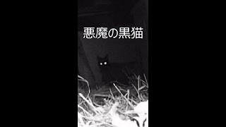 悪魔の黒猫！鶏小屋を襲う #shorts