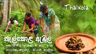 Thalkola Ambula | තැල් කොළ ඇඹුළ| Kamadasa Sri Lankan village food Recipe