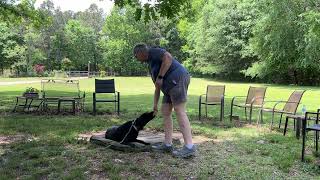 Millie - leash work + place intro