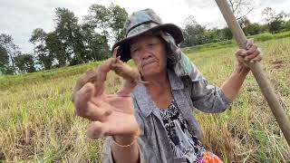 ขุดปู วิถีชีวิตบ้านๆหาอยู่หากิน ความสุขที่ได้ทำ | เกษตร | บ่าวยุทธพาจ้วด