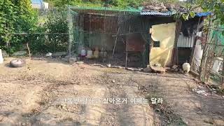 닭싸움,자연스런 세대교체