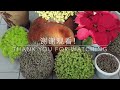 不用扦插就能种植怡心草，简单又快速 ｜怡心草 ep.02 new easy way to plant callisia repens